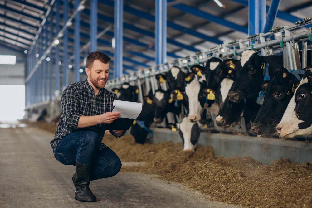 farmer-cowshed-looking-after-cows.jpg